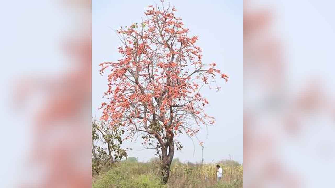 Moduga poolu | తనువంతా పూలతో కనువిందు చేస్తున్న మోదుగు చెట్లు