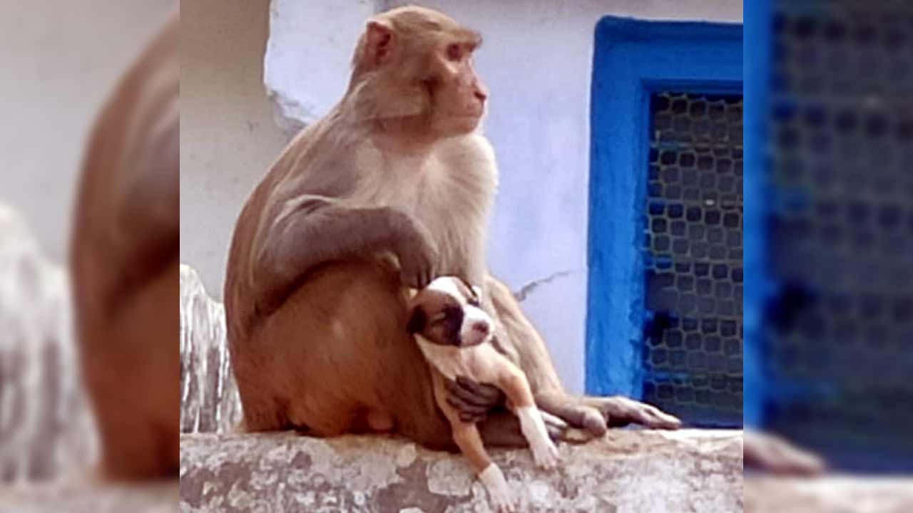 Monkey | జాతి వైరం మాకేల.. కుక్క పిల్లను ప్రేమగా లాలిస్తున్న వానరం