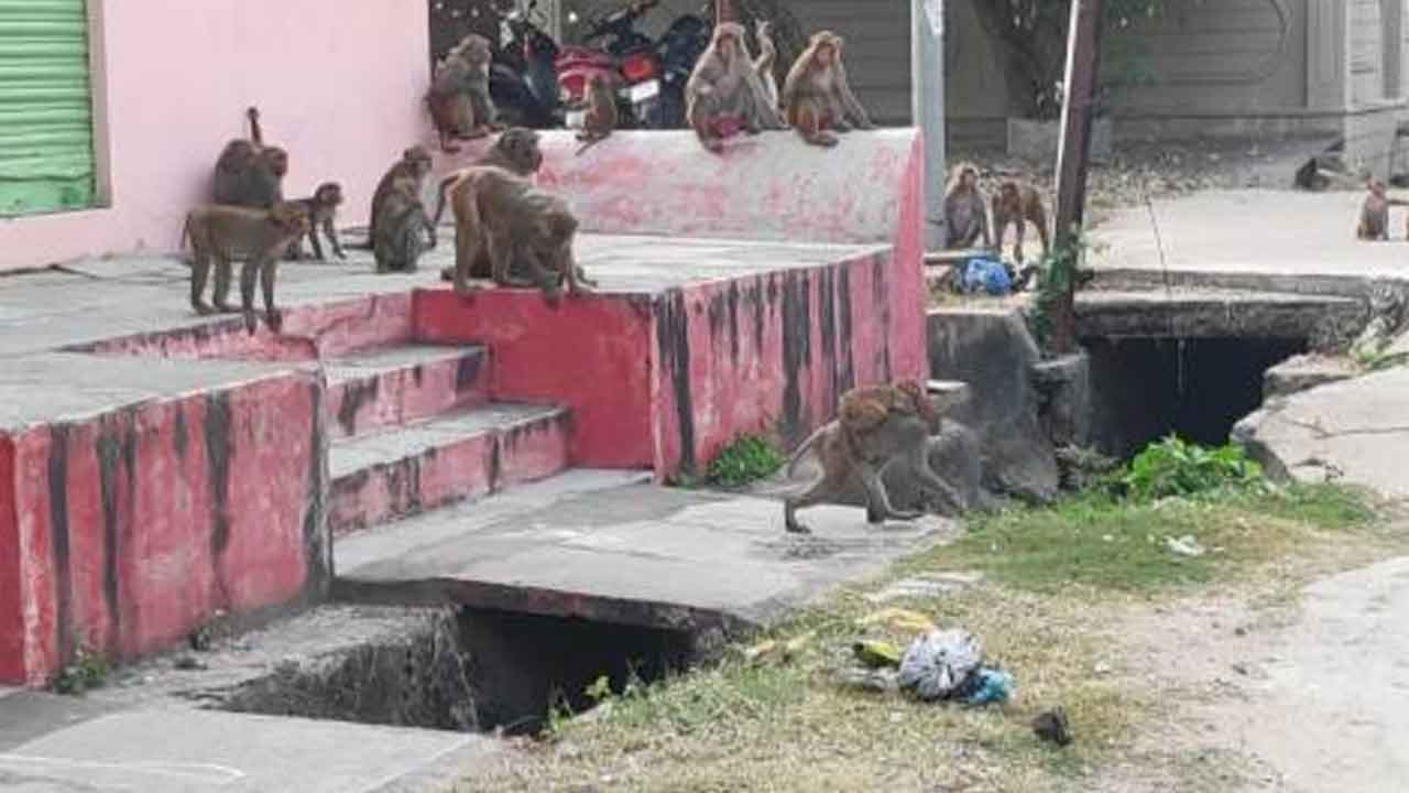 Monkeys | శివనగర్లో కోతుల బెడద..పది రోజుల్లో ముగ్గురిపై దాడి