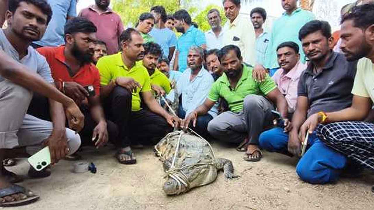 Huge crocodile | పెద్దమందడి చెరువులో భారీ మొసలి పట్టివేత