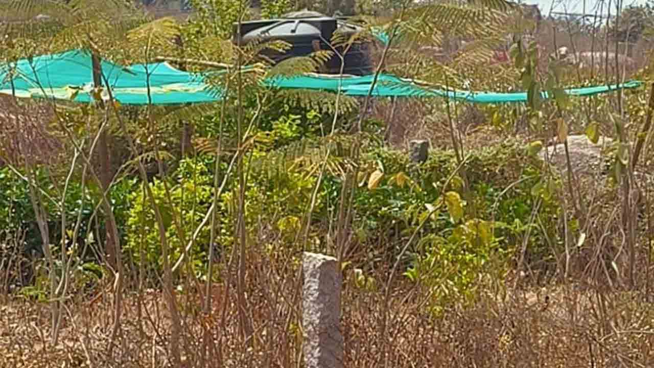 పచ్చదనం మటుమాయం