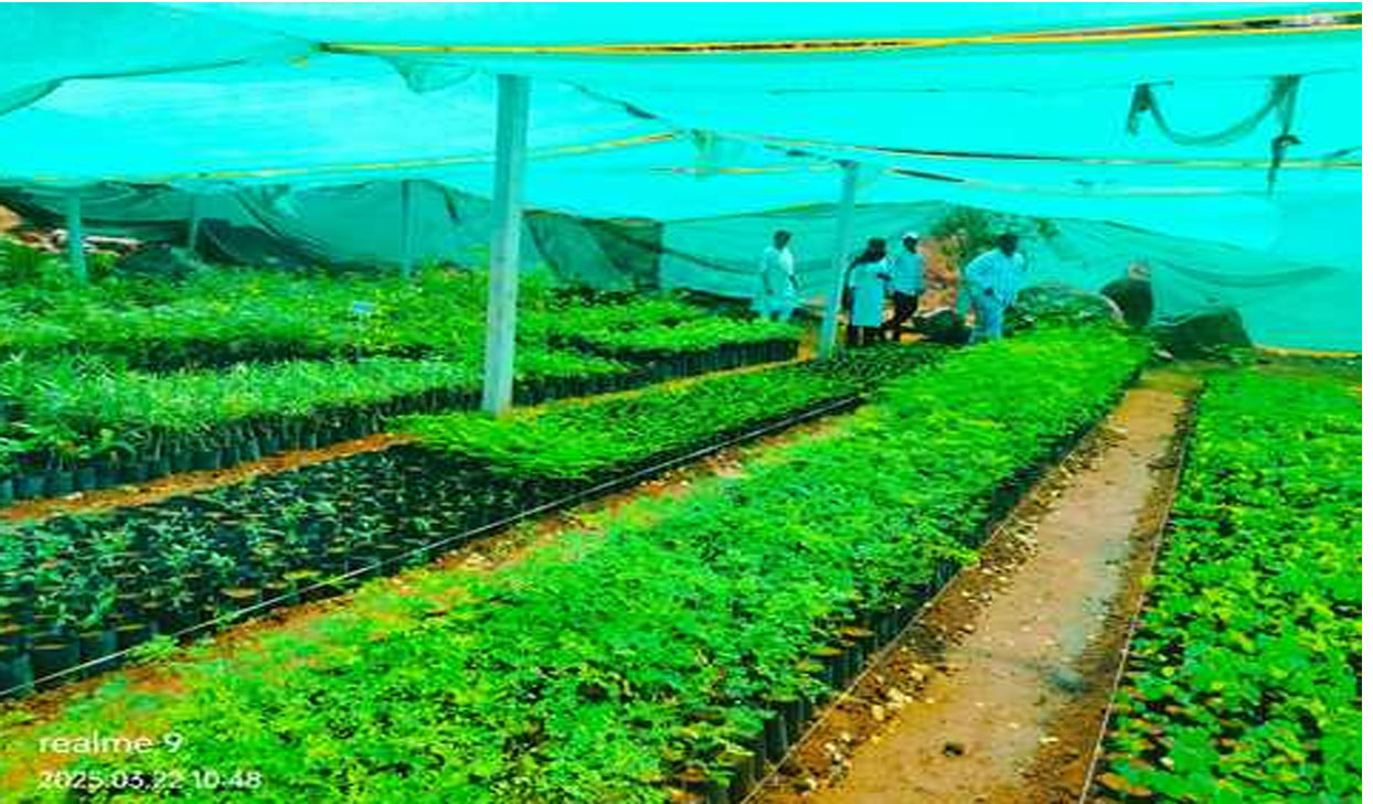 Nursery | నిధులివ్వకుండా.. నిర్వహణపై ఒత్తిడేలా?- పెండింగులో నర్సరీల కంపోనెంట్ నిధులు