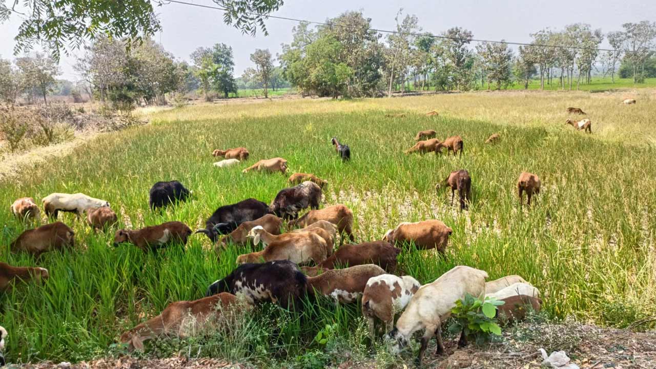 సాగునీరందక ఎండిపోతున్న పంటలు.. పొలాల్లో పశువులను మేపుతున్న రైతన్నలు