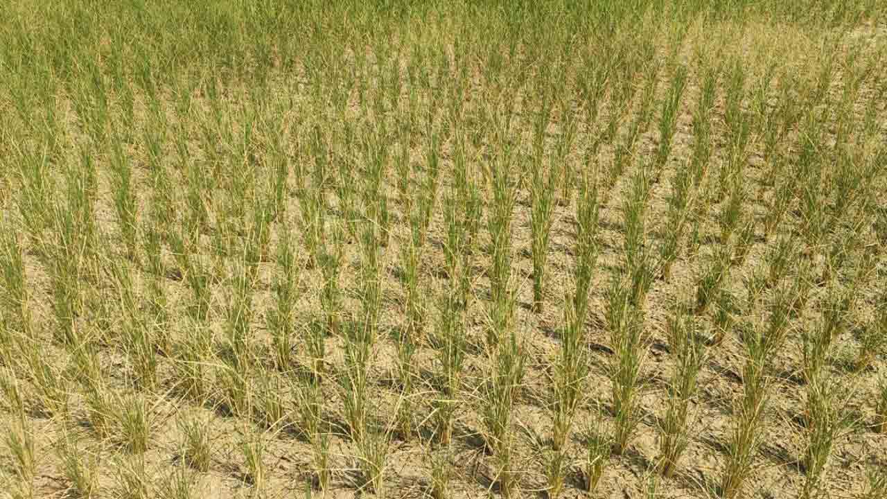 Paddy Crop | సాగు నీరు కరువై.. వరి పొలాన్ని వదిలేసిన రైతు
