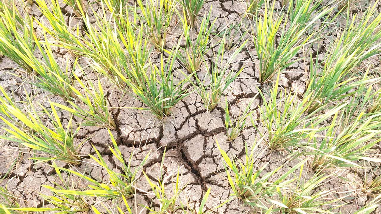 Paddy Crop