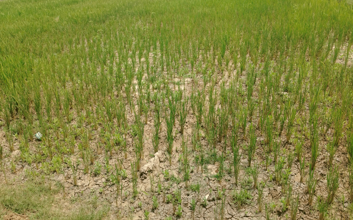 Edulla Vaagu : వ‌ట్టిపోయిన ఎదుల్లవాగు... ఎండుతున్న వరి పంటలు
