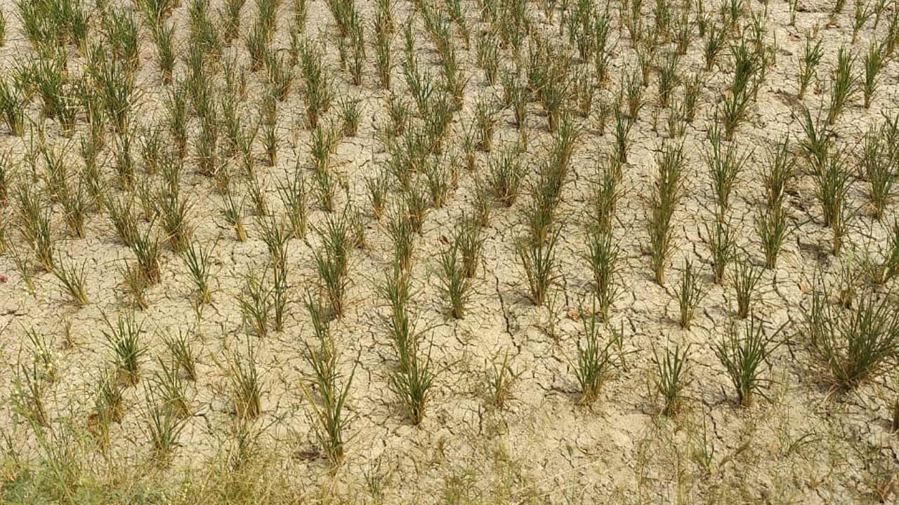 Agriculture | రంగారెడ్డి జిల్లాలో అలుముకున్న కరువు ఛాయలు. నీటి ఎద్దడితో ఎండుతున్న పంట పొలాలు