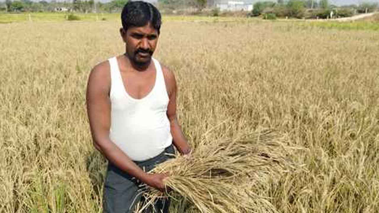 Drying Crops | అడుగంటిపోతున్న భూగర్భ జలాలు.. ఎండుతున్న వరి పంటలు