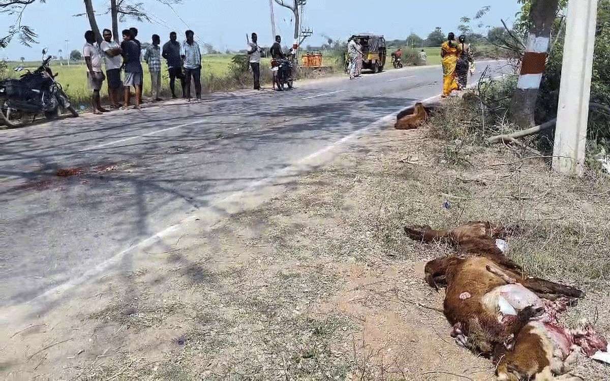 Sheeps Died : మంద‌పై నుంచి దూసుకెళ్లిన లారీ.. 8 గొర్రెలు మృతి