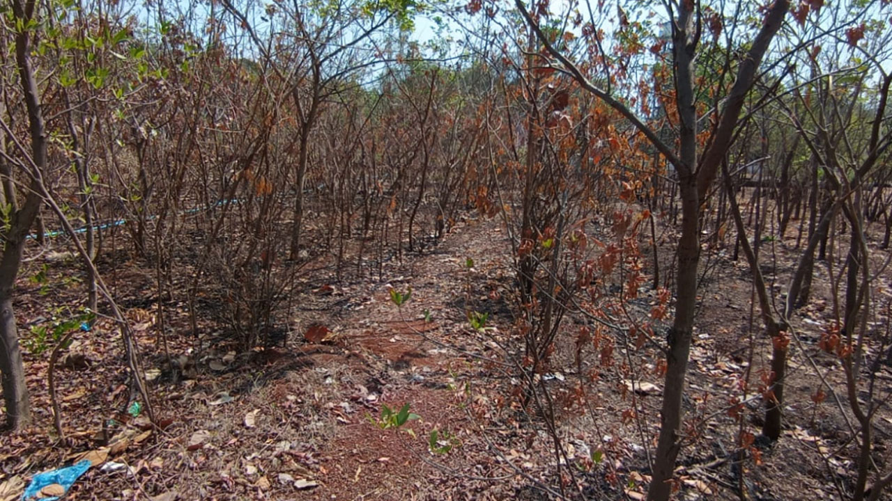 Chevella | చేవెళ్లలో ఎండిపోయిన పల్లెప్రకృతి వనం..