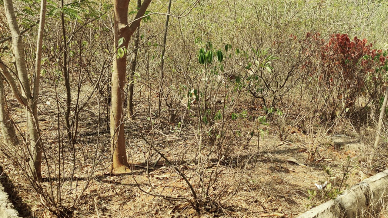 Shadnagar | అస్తవ్యస్థంగా పల్లె ప్రకృతి వనాలు.. కనుమరుగవుతున్న నాటి పచ్చద‌నం