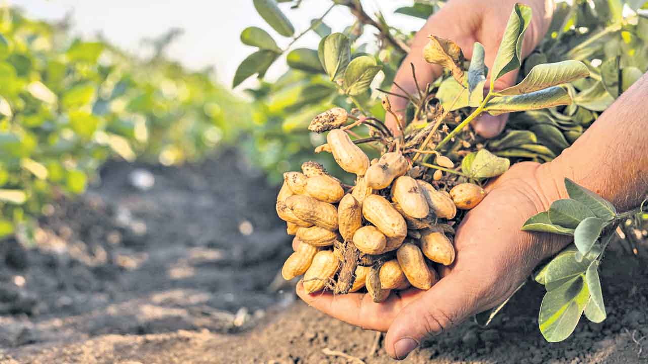 వేరుశనగ గింజ