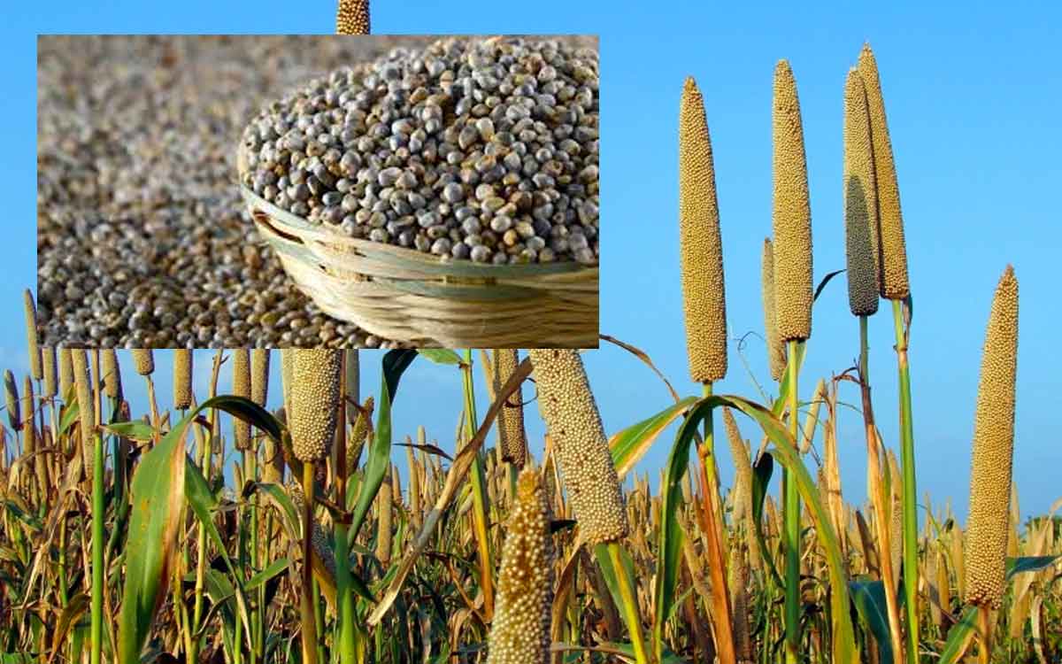 Pearl Millets | రోజూ రాత్రి స‌జ్జ‌ల‌తో త‌యారు చేసిన రొట్టెల‌ను తింటే ఇన్ని లాభాలు క‌లుగుతాయా..?