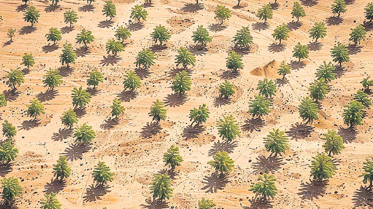 Taklamakan Desert | ఎడారిని వనంలా మార్చేశారు.. చైనాలో మరో అద్భుతం!