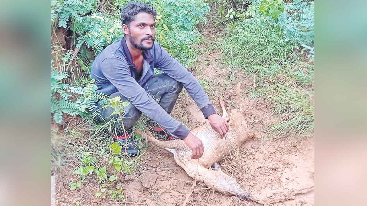 Poachers, Deer Killed, Moos