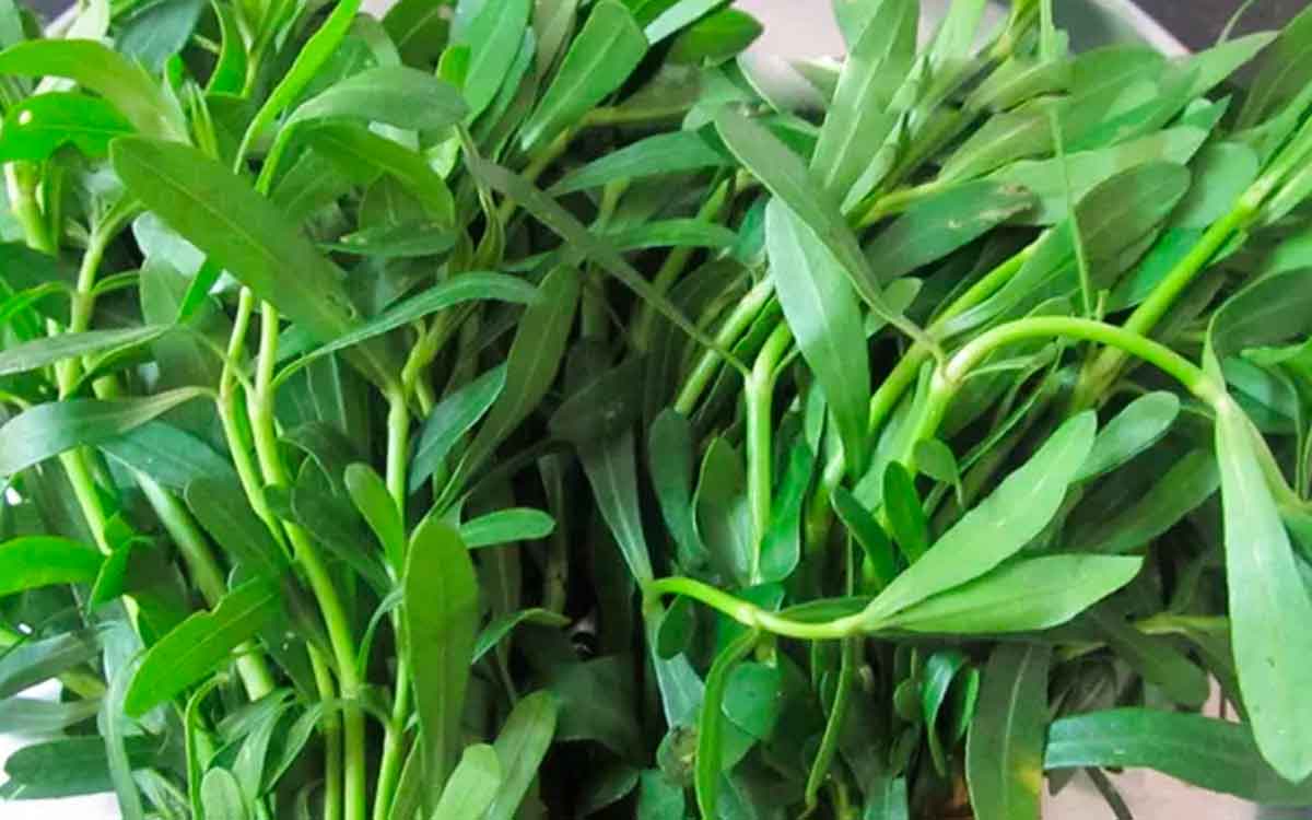 Ponnaganti Aku | పురుషుల్లో లైంగిక సామ‌ర్థ్యాన్ని పెంచే ఆకు ఇది.. క‌నిపిస్తే విడిచిపెట్ట‌కండి..!