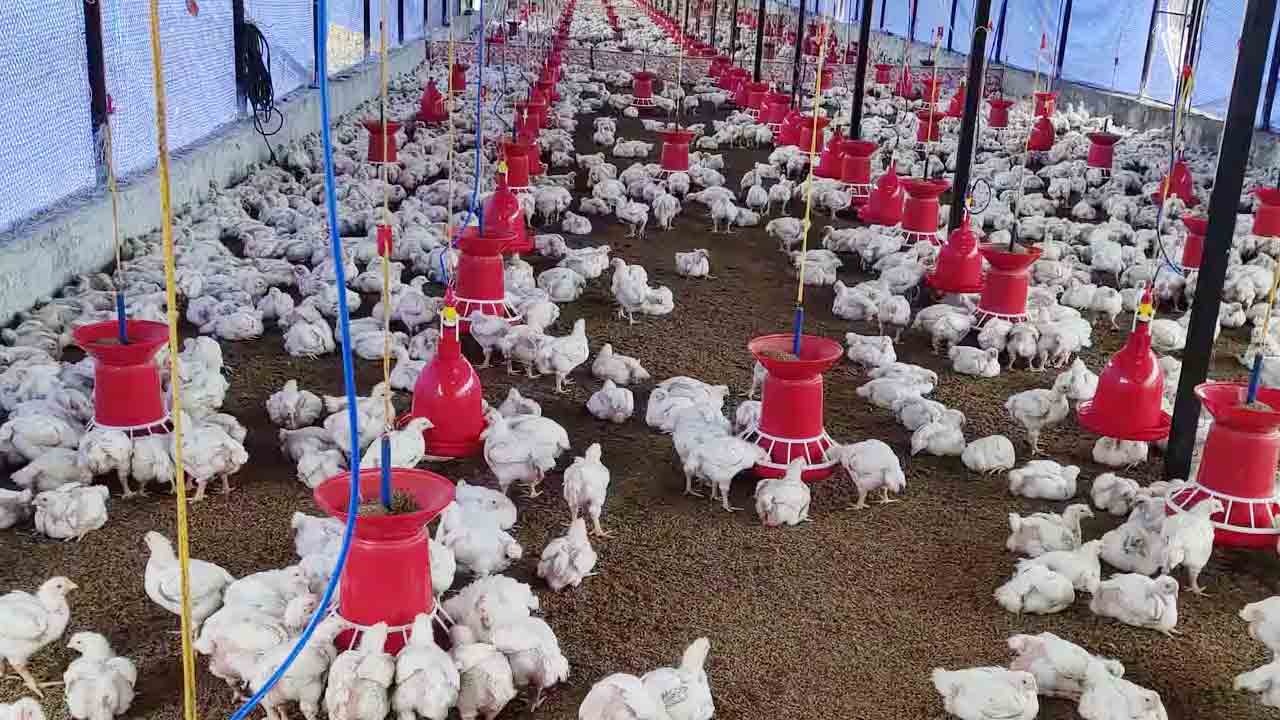 పౌల్ట్రీ ఫారాలపై నిఘా పెంచండి