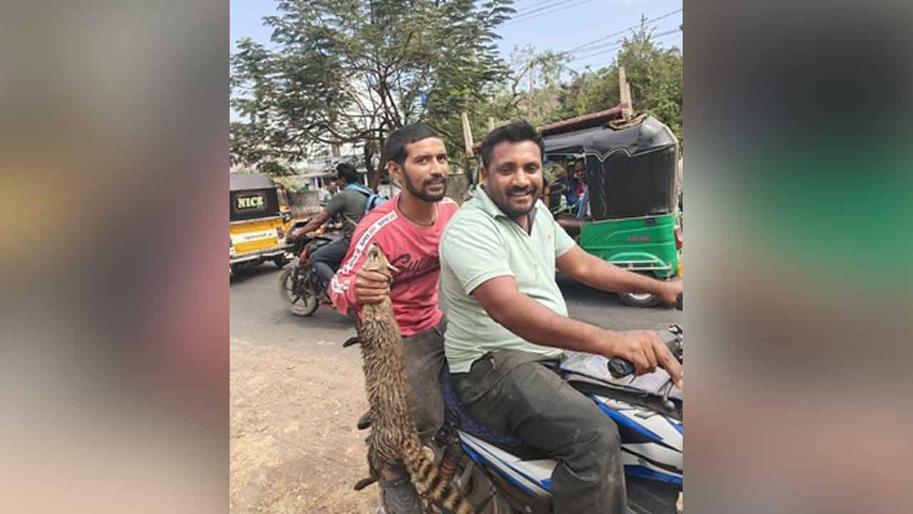 Punugupilli | రామగుండంలో పునుగుపిల్లి సంచారం