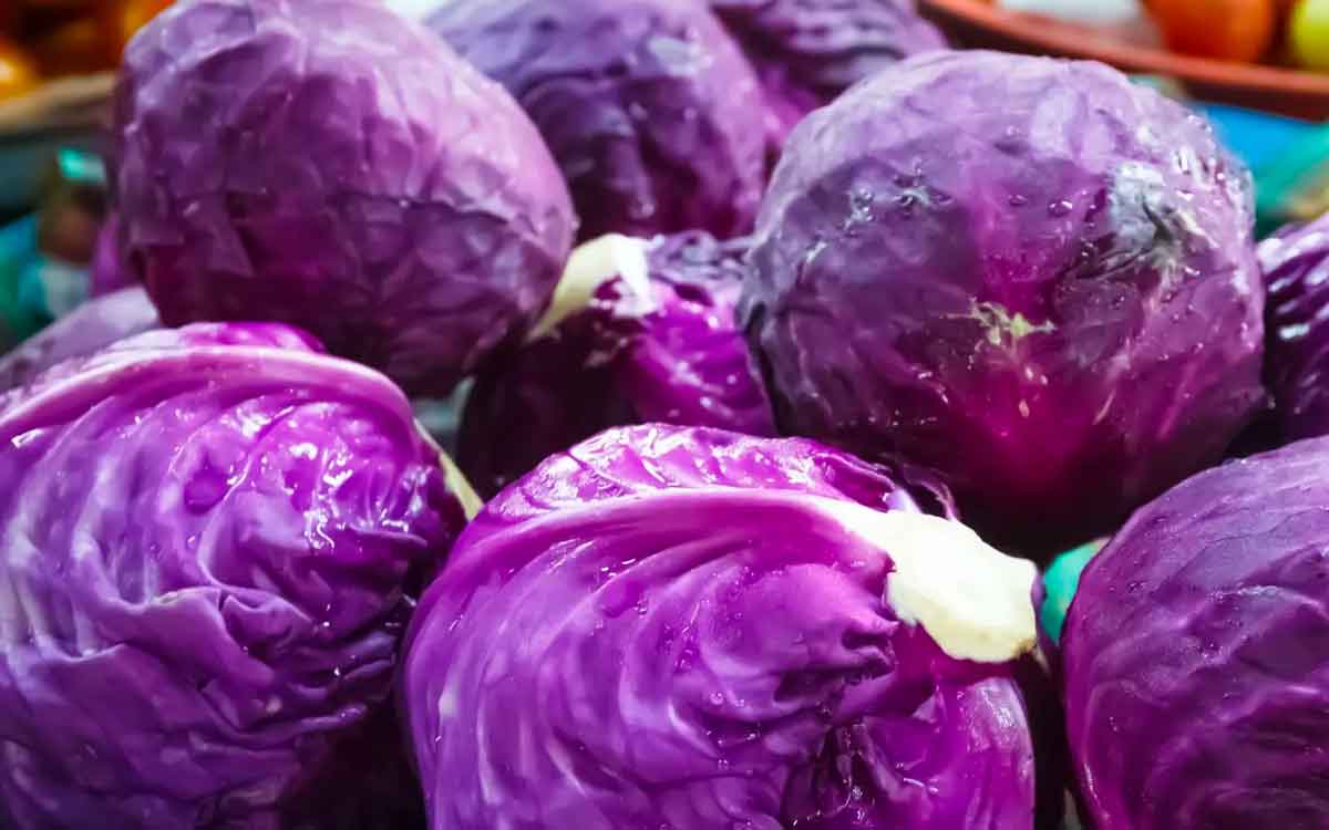 Purple Cabbage | ప‌ర్పుల్ రంగు క్యాబేజీ.. దీన్ని ఎప్పుడైనా తిన్నారా..? క‌నిపిస్తే విడిచిపెట్ట‌కుండా తెచ్చి తినండి..!