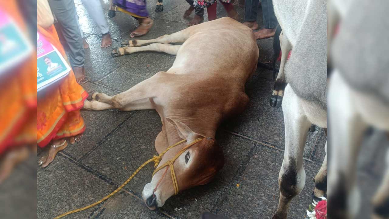 Vemulawada | సొమ్మసిల్లి పడిపోయిన రాజన్న కోడె.. పట్టించుకోని అధికారులు