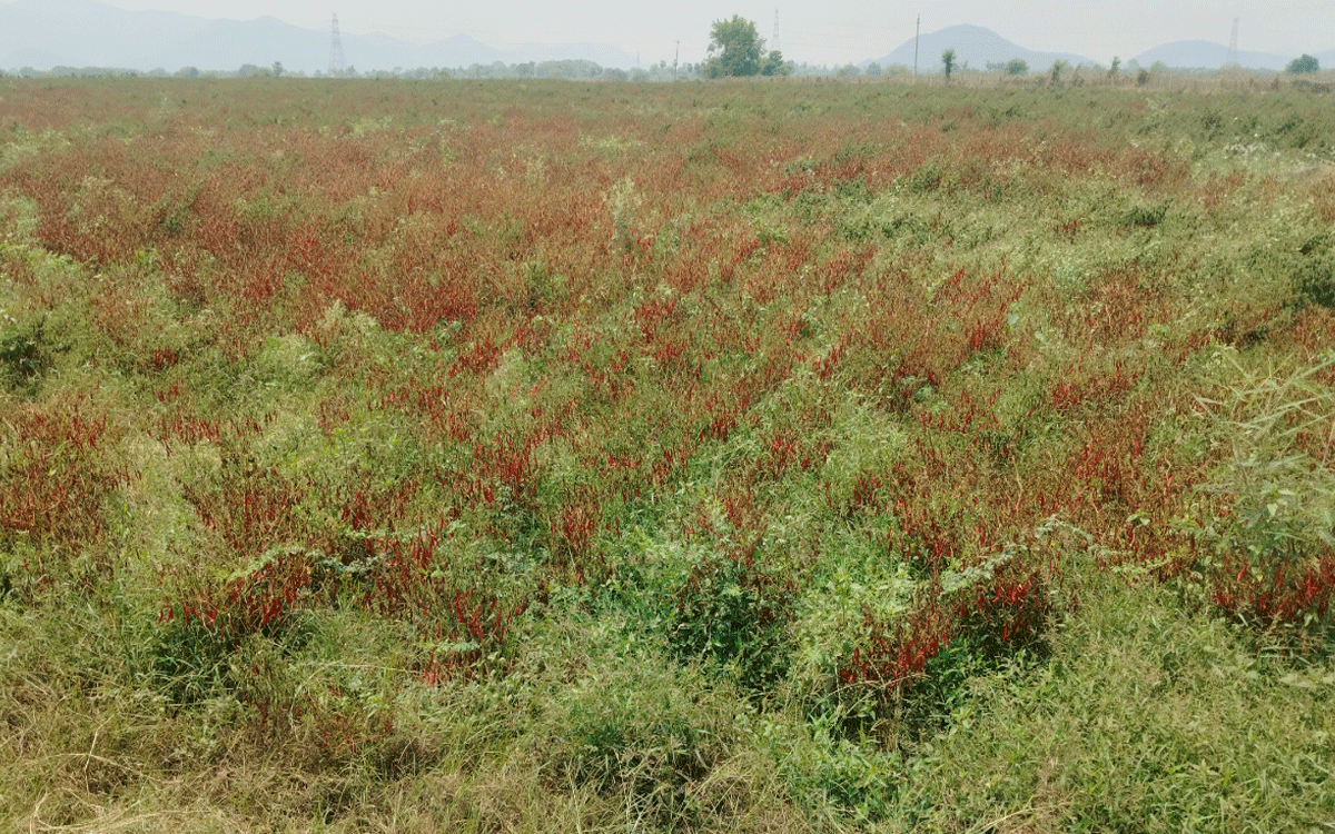 Chilli Crop : మిర‌ప కోత‌కు కూలీల డిమాండ్