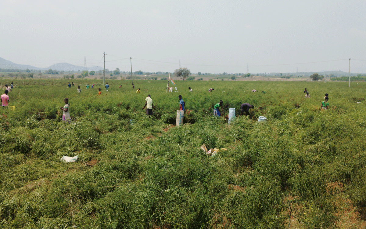 Chilli Crop : మిరప కోతకు కూలీల డిమాండ్