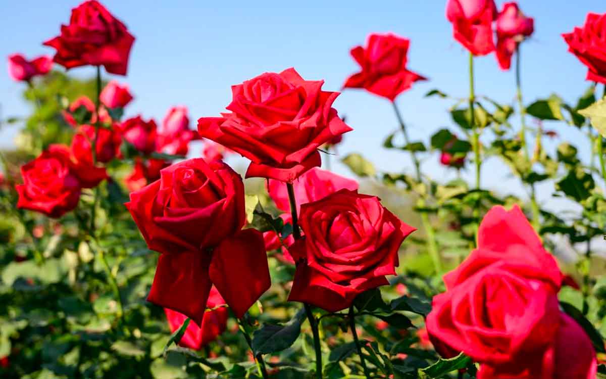 Rose Flowers | గులాబీ పువ్వులు అందాన్ని మాత్ర‌మే కాదు.. ఆరోగ్యాన్ని కూడా ఇస్తాయి..!