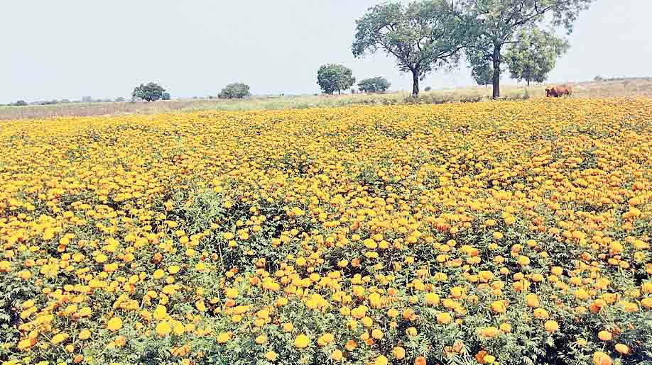 పూల రైతుకు దుఖం