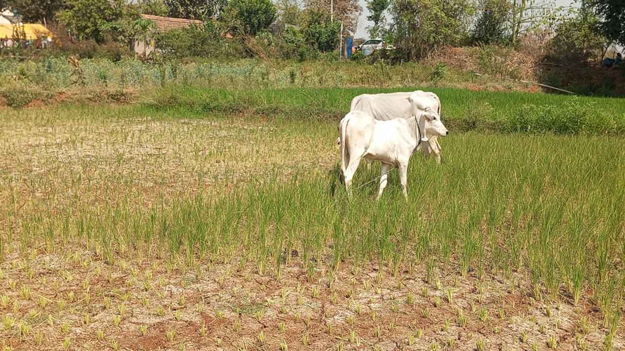 Crops drying | చివరి ఆయకట్టుకు అందని సాగు నీరు.. ఆందోళన చెందుతున్న రైతులు
