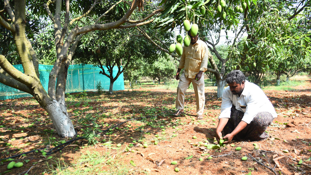 Shabad | షాబాద్‌లో వడగళ్ల వాన‌.. నేలరాలిన మామిడికాయలు