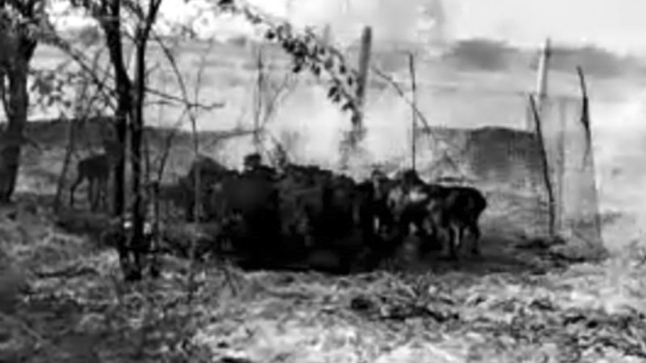 Fire Accident | అడవిలో అగ్ని ప్రమాదం.. 60 గొర్రె పిల్లలు మృత్యువాత