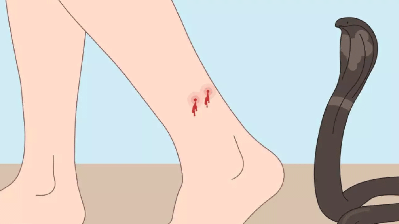 Snake Bite: రెండేళ్ల‌లో పాము కాటుతో 1859 మంది మృతి.. అసెంబ్లీలో ప్ర‌క‌టించిన మంత్రి