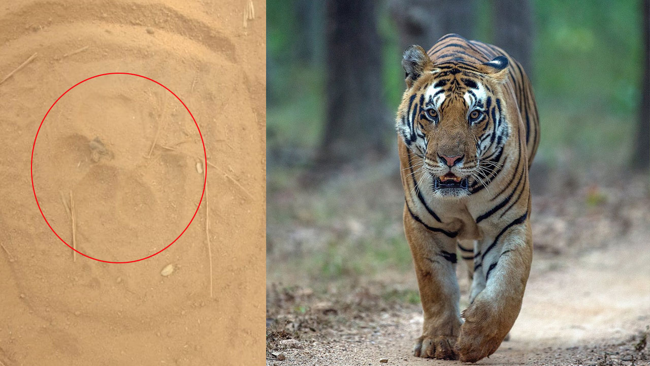 Tiger | బిట్టుప‌ల్లి నుంచి గోపాల్‌పూర్ వైపు మళ్లిన పెద్దపులి