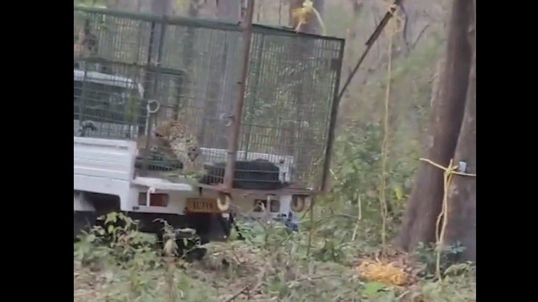 Tiger Video: పులి సంచ‌రిస్తున్నట్లు పాత వీడియో షేరింగ్‌.. ఆ వ్య‌క్తిని క‌స్ట‌డీలోకి తీసుకున్న పోలీసులు