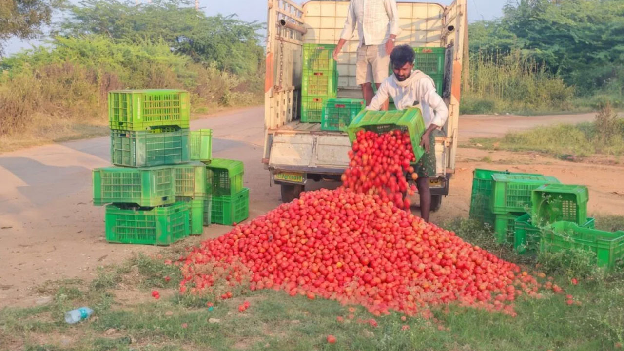 Tomato Price | టమాట డమాల్‌.. రైతులకు దక్కేది కిలోకి 2 నుంచి 6 మాత్రమే