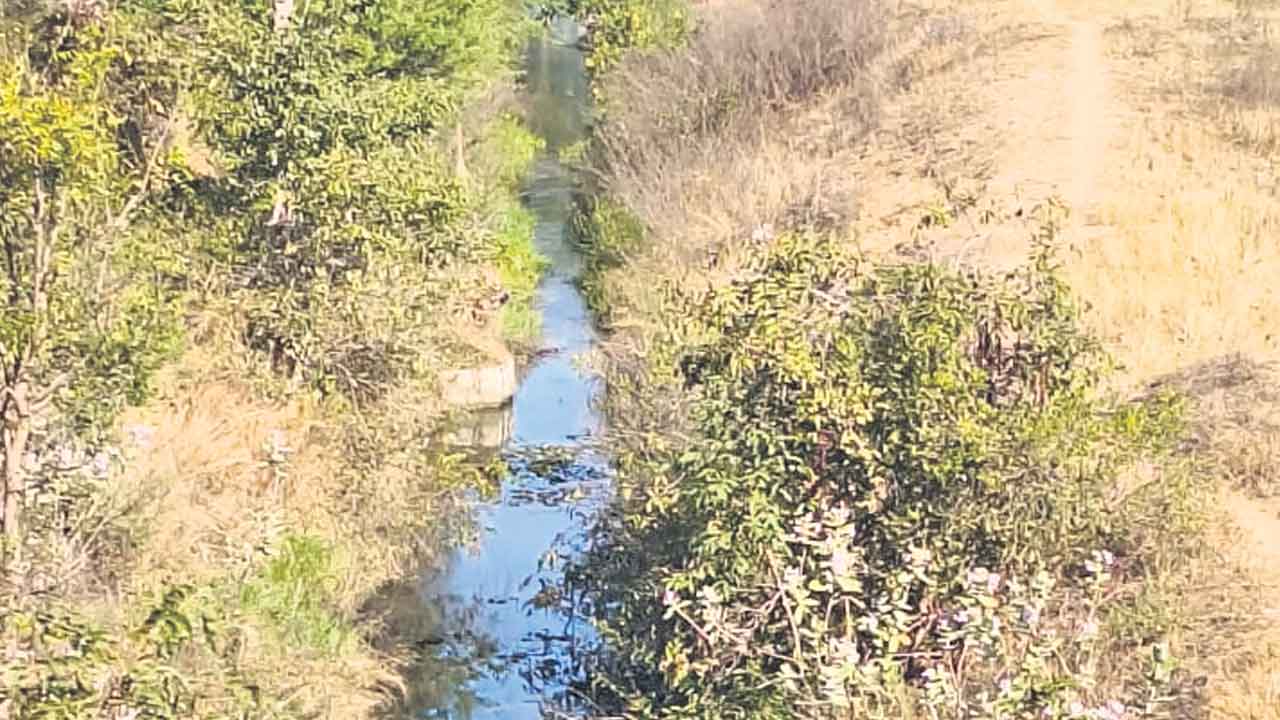 Revanth Reddy | కాకరవేణి ప్రాజెక్టు నుంచి నీళ్లిస్తే ఒట్టు.. సీఎం ఇలాకాలో ఎండుతున్న పంటలు