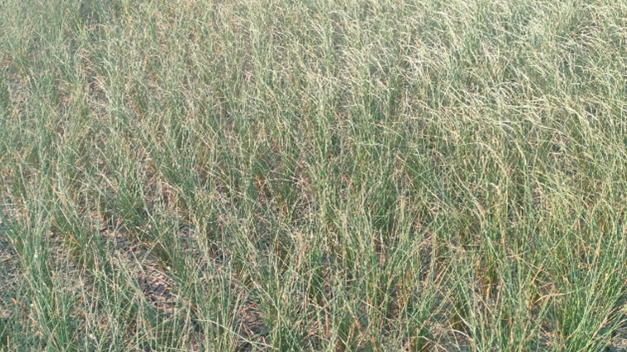 Yacharam | పంట చేను పశువుల పాలు.. నీళ్లు లేక ఎండిపోయిన వరి పంట