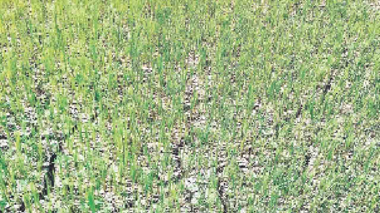 యాసంగి ఆశలు ఆవిరి