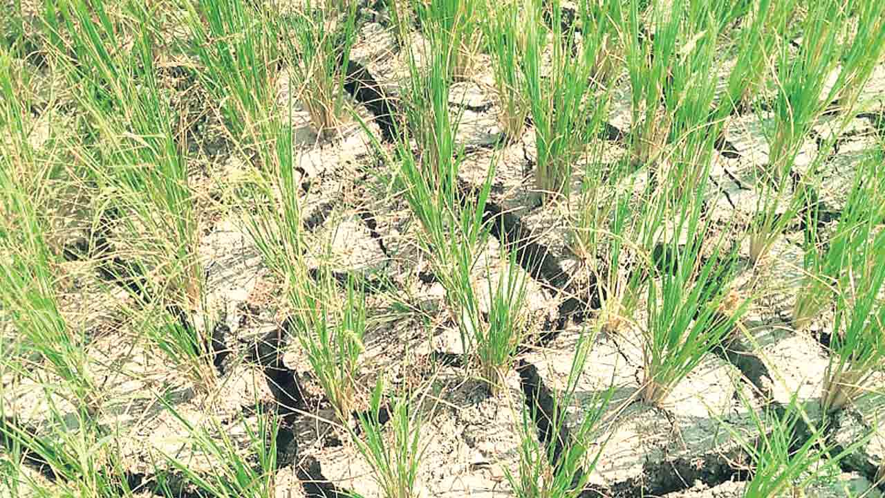 పంటా.. పంటా.. ఎందుకు ఎండినవ్‌?