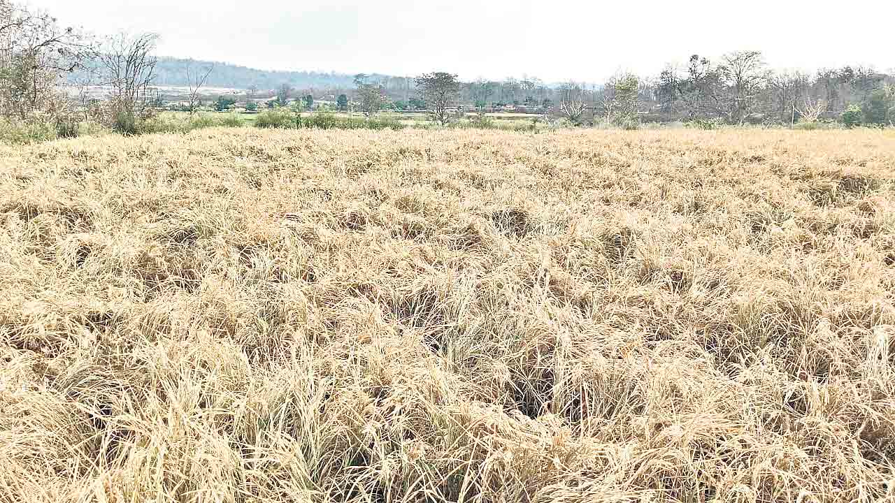 ఎండిపోతున యాసంగి పంటలు