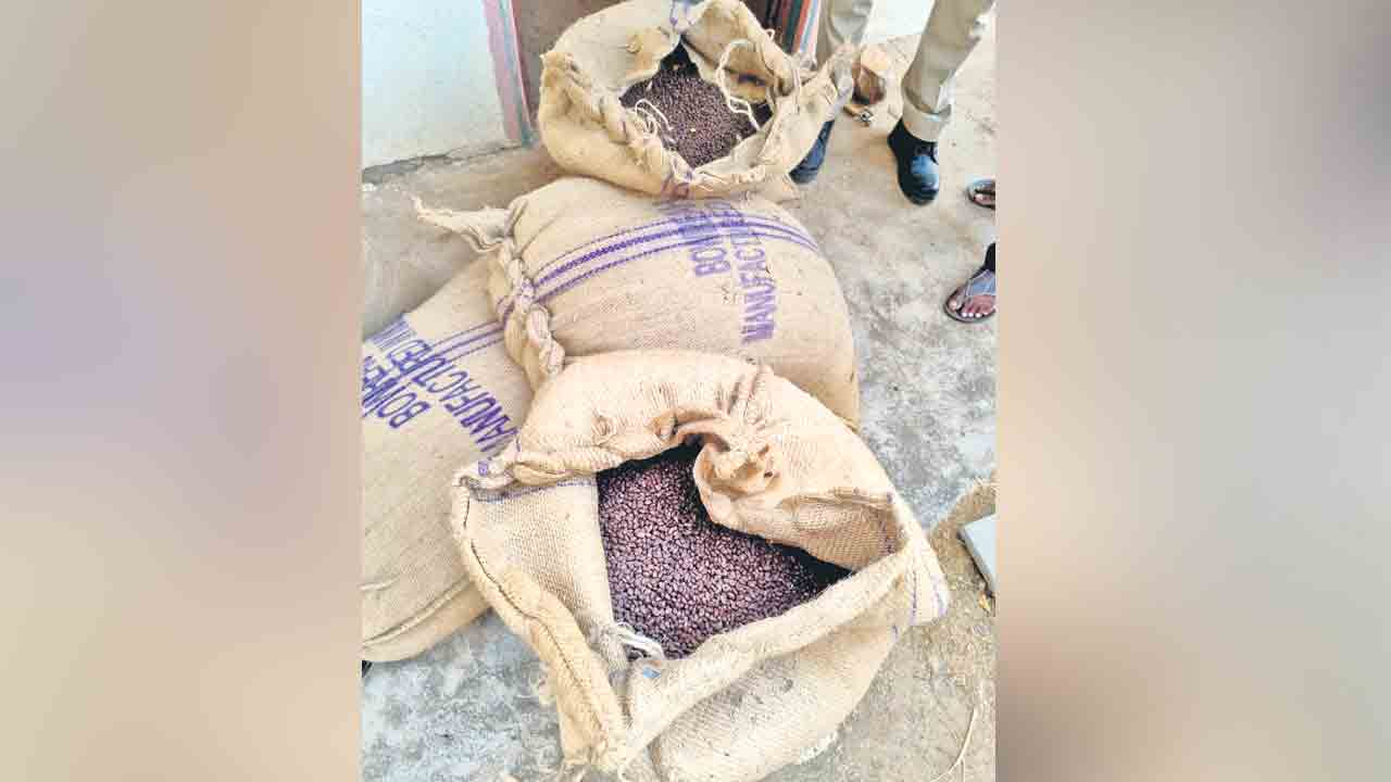 2 క్వింటాళ్ల నకిలీ పత్తి విత్తనాల పట్టివేత