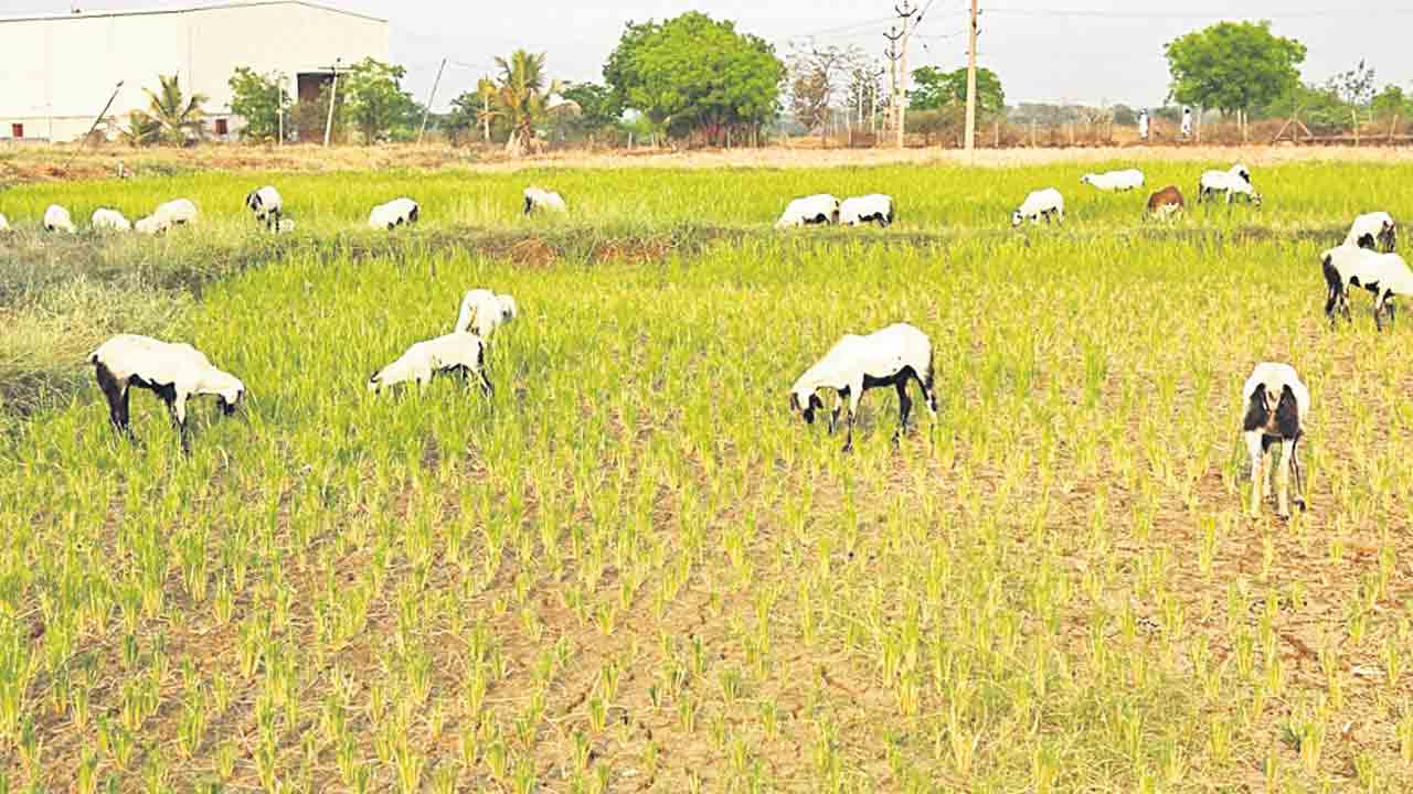 నారాయణఖేడ్‌ ప్రాంతంలో రైతన్నకు సాగునీటి గోస