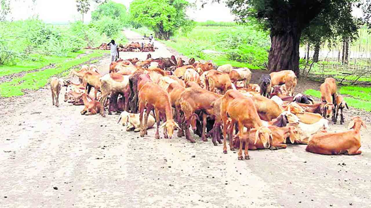 మూగ జీవాలకు రక్షణేదీ..!