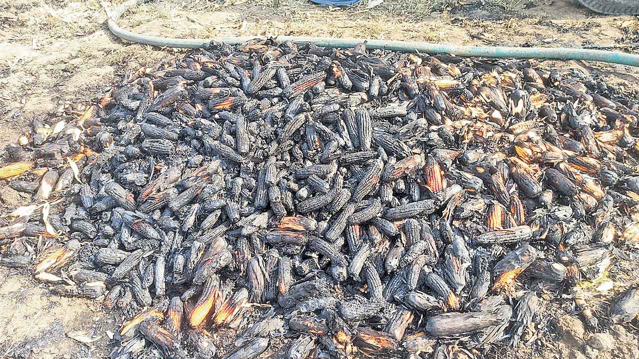 Telangana | ధర తక్కువైందని ధాన్యానికి నిప్పు.. కౌలురైతు గుండెకోత