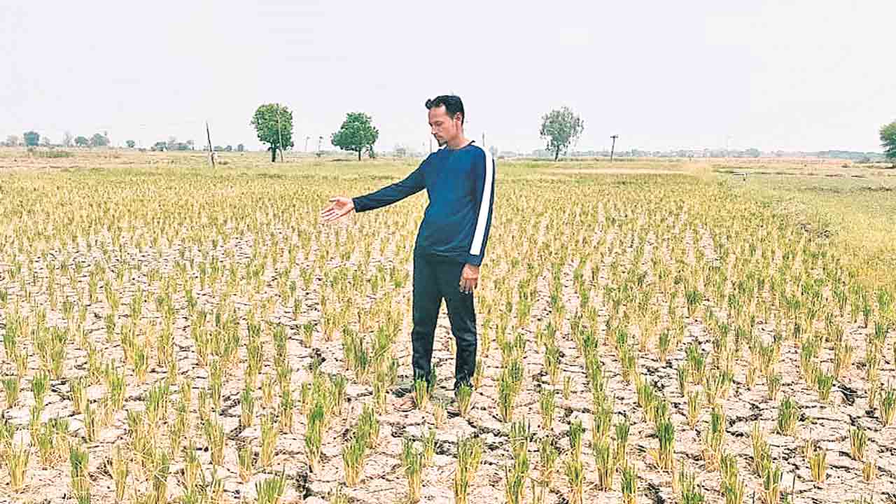 ఎండుతున్న పంటలు.. మండుతున్న గుండెలు