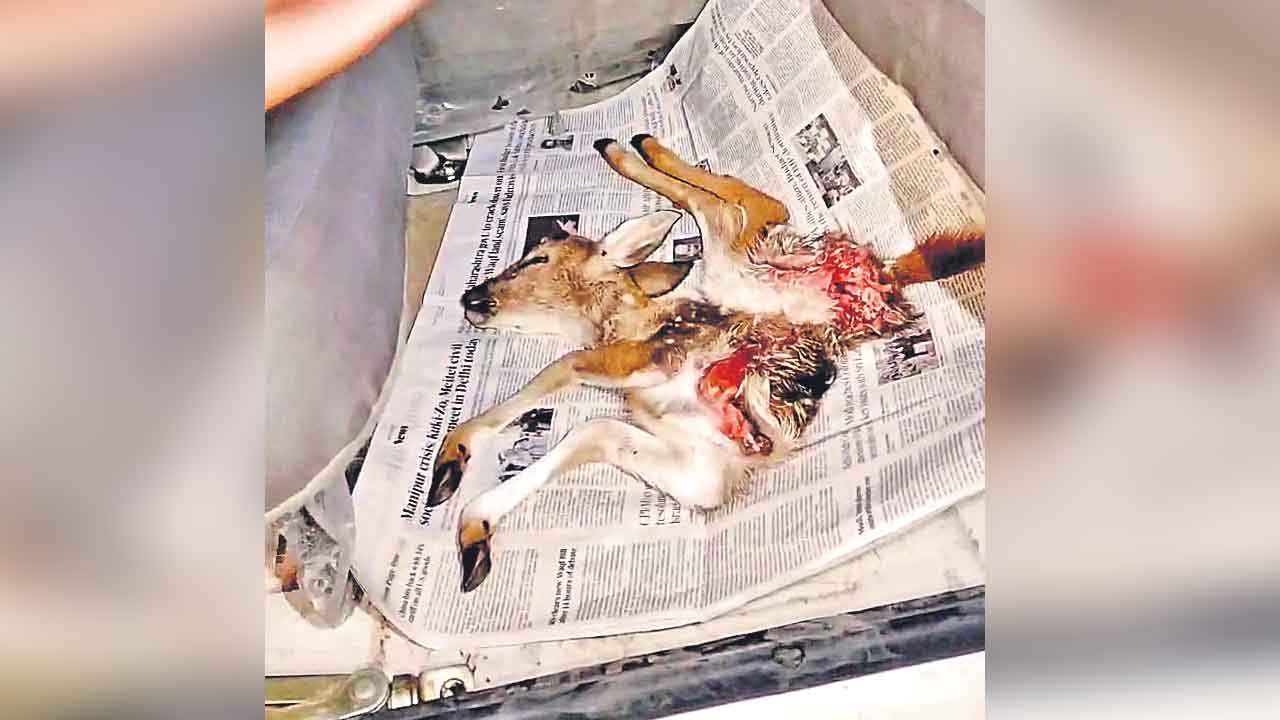 HCU | బతుకువేటలో మరో జింక బలి.. హెచ్‌సీయూలో రేవంత్‌రెడ్డి సర్కారు విధ్వంసం