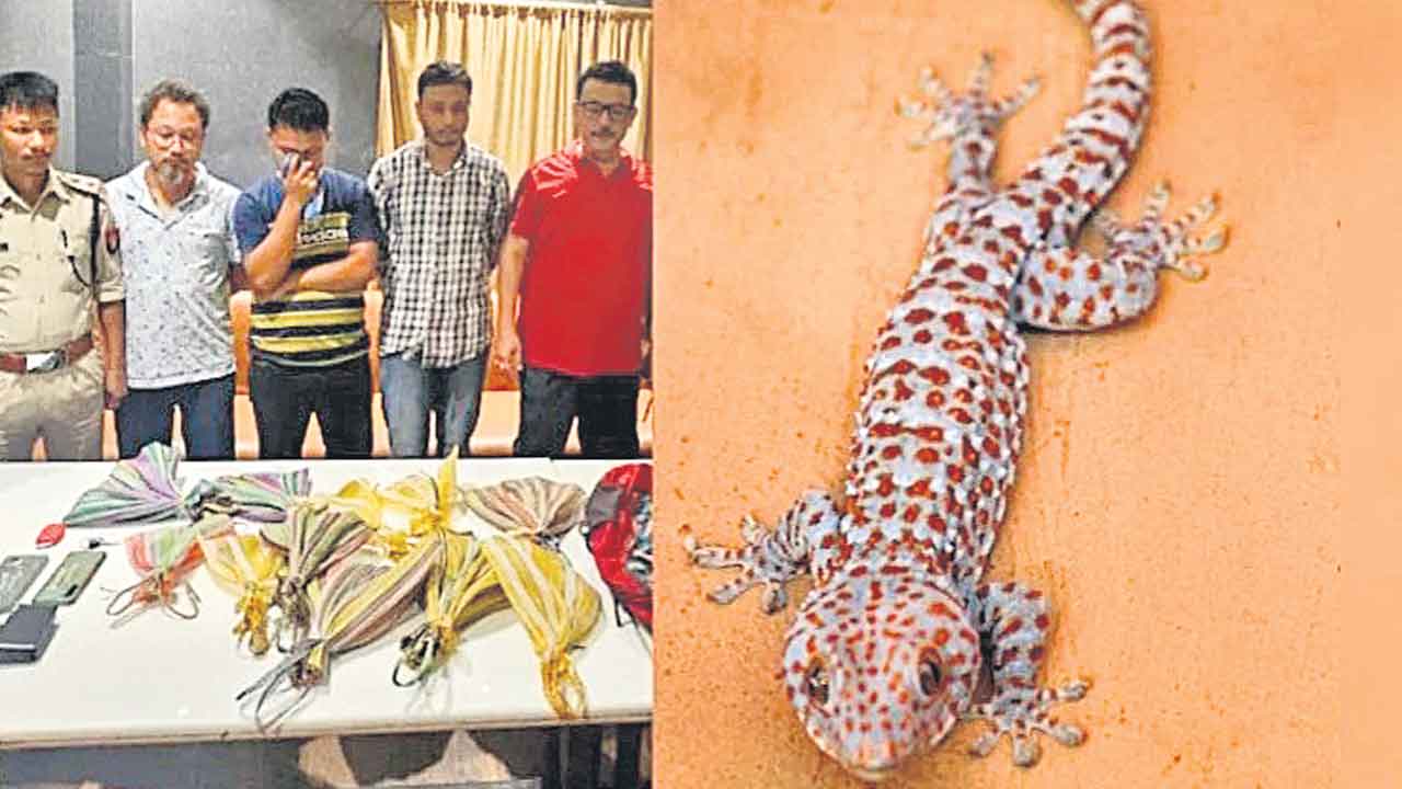 ఒక్క బల్లి 60 లక్షలు!