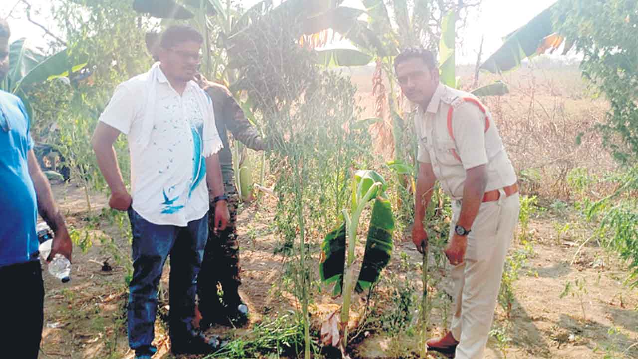 గంజాయిపై నిఘా