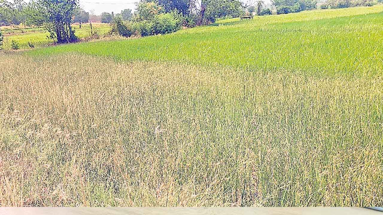 ఎండిన పంటలు..మిగిలిన అప్పులు