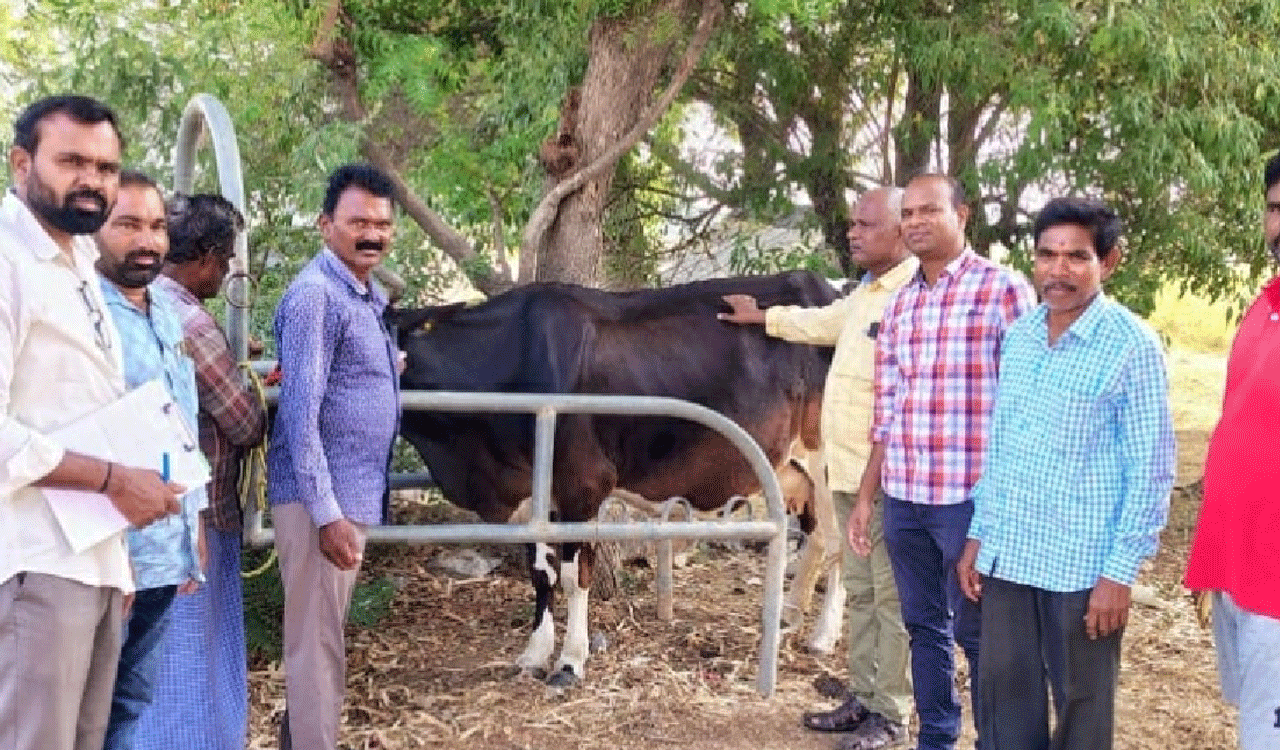 పశు సంవర్థక శాఖ ఆధ్వర్యంలో పశువులకు తప్పనిసరిగా టీకాలు వేయించాలి